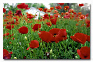 Poppies