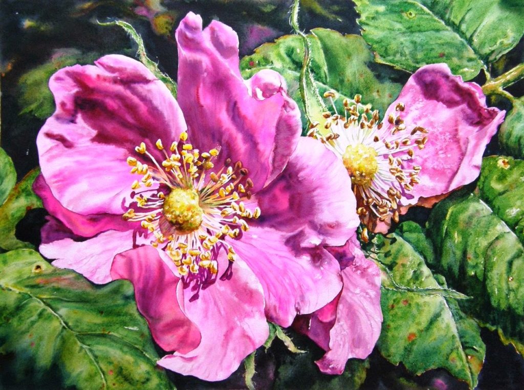 Alberta Rose - New Bloom, Fading Bloom (b)